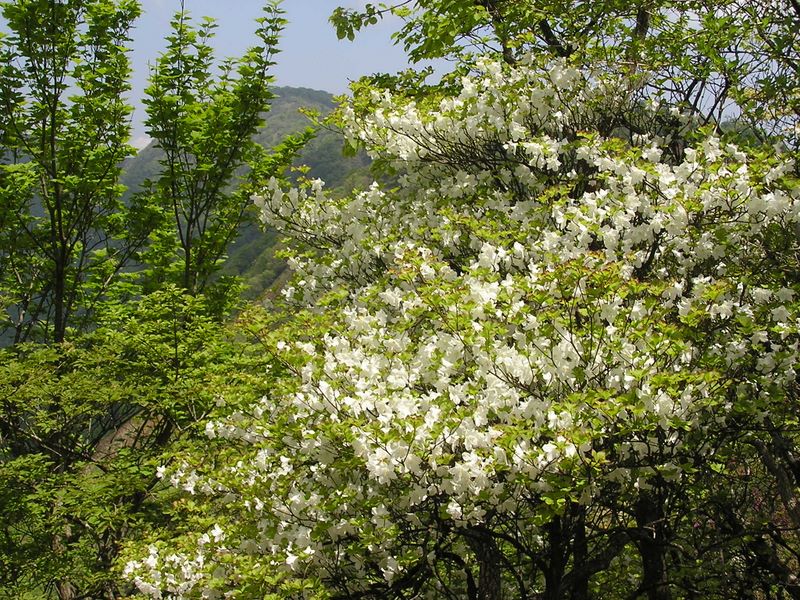 丹沢山 -- 塔ノ岳より4分、シロヤシオと出会う