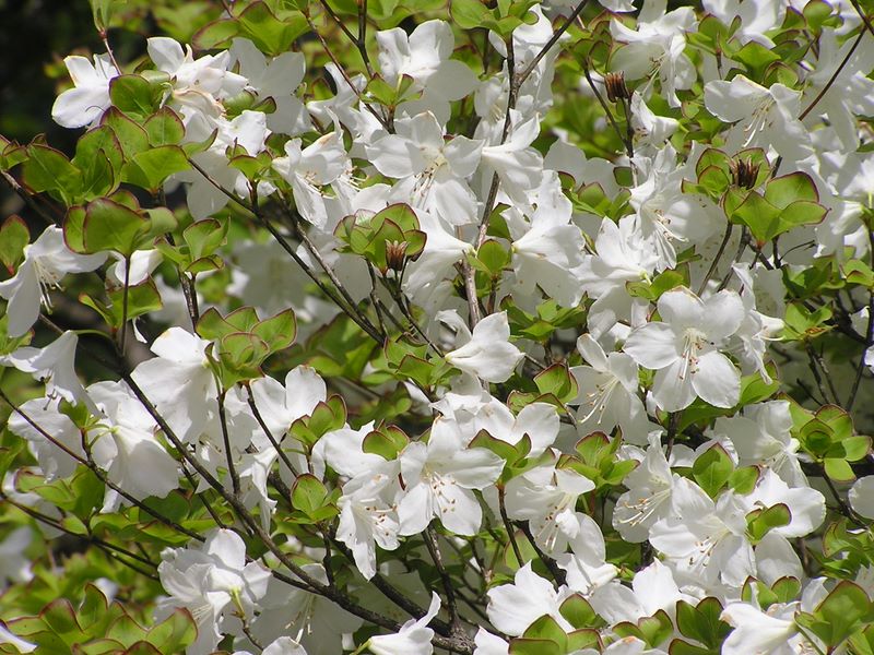 丹沢山 -- シロヤシオ