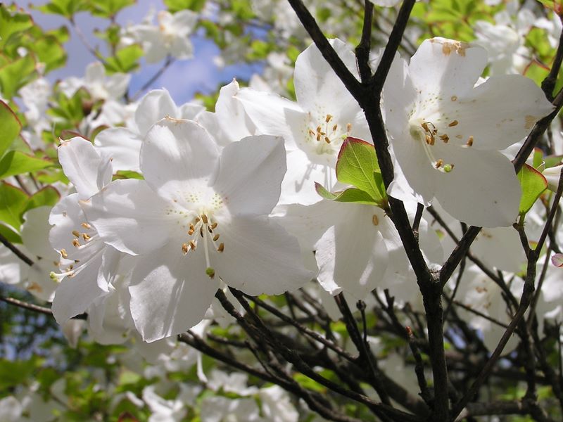 丹沢山 -- シロヤシオ