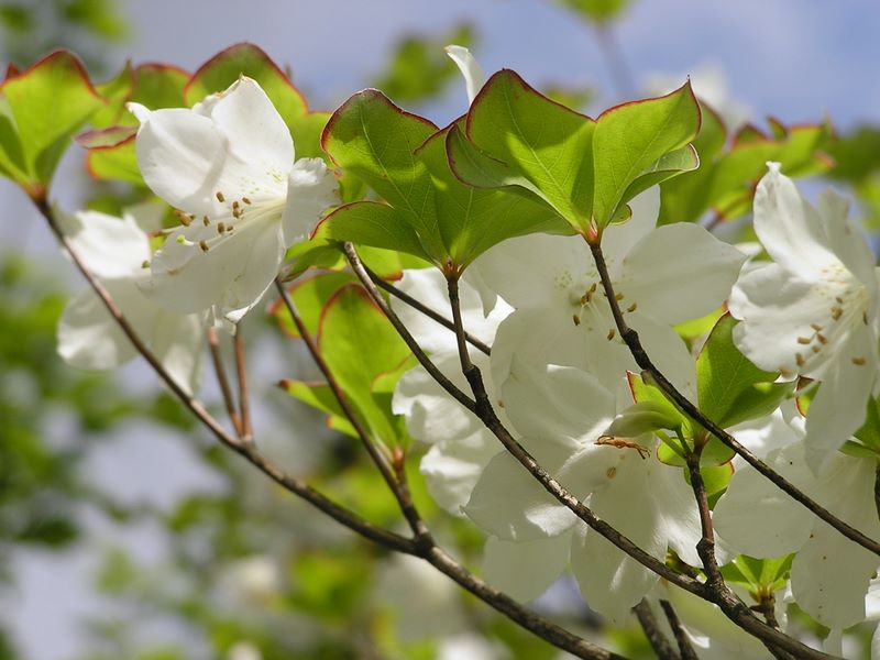 丹沢山 -- シロヤシオ