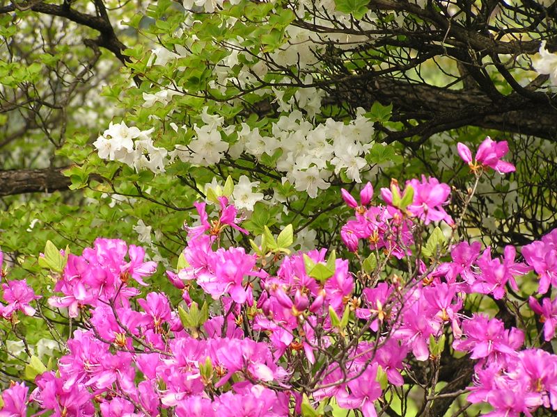 丹沢山 -- シロヤシオとトウゴクミツバツツジ
