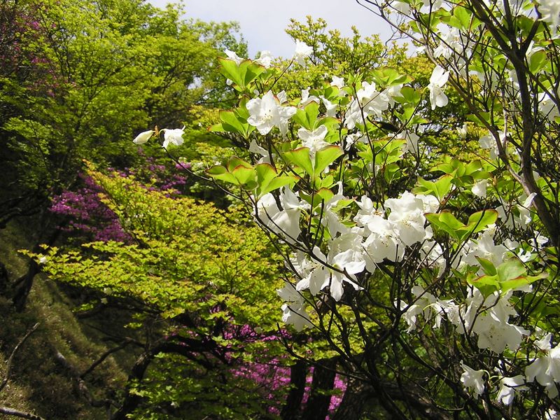 丹沢山 -- あまり咲いていない木もあります