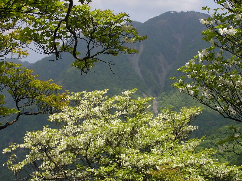 丹沢山 -- 不動ノ峰をバックにシロヤシオ