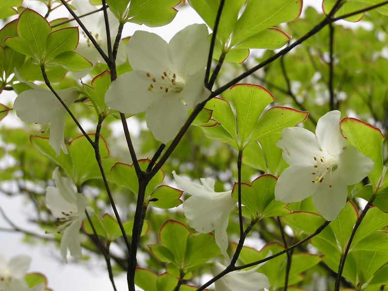 丹沢山 -- シロヤシオの葉は五枚ずつ