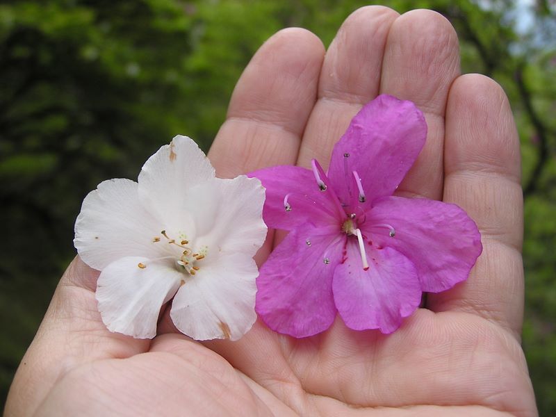 丹沢山 -- 紅白のツツジの花はほぼ同じ大きさ
