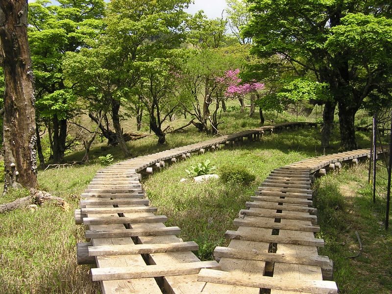 丹沢山 -- 植生保護の木道