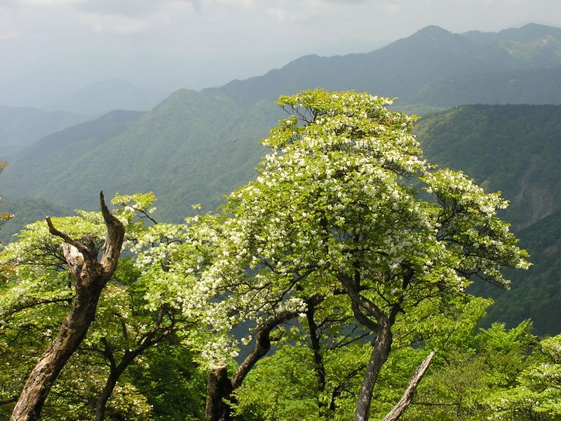 丹沢山 -- 枯れないことを祈る