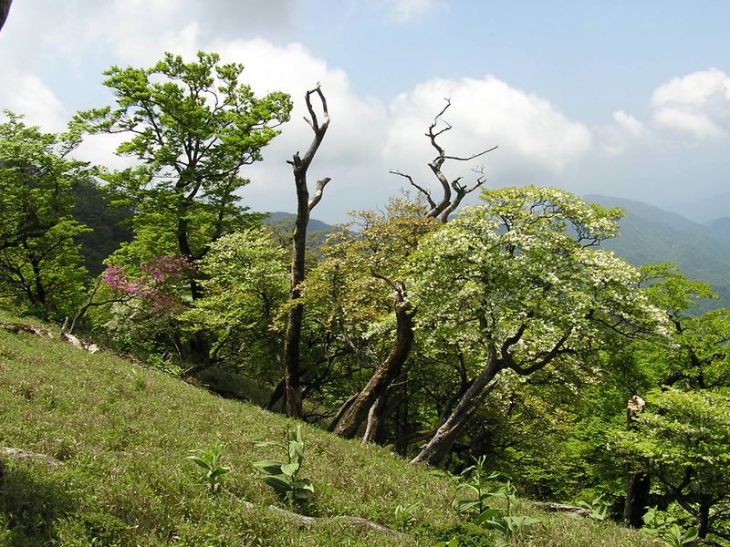 丹沢山 -- 立ち枯れ