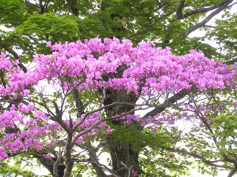 丹沢山 -- トウゴクミツバツツジ