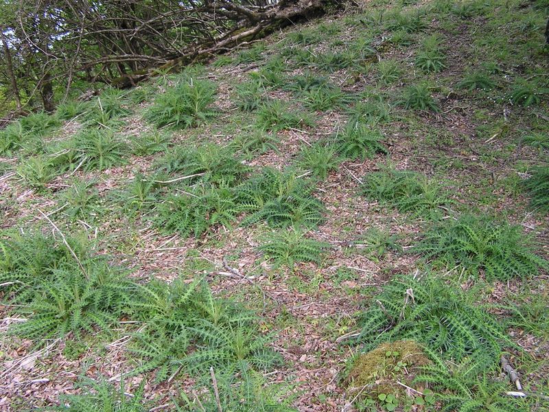 丹沢山 -- 植生回復事業の結果か