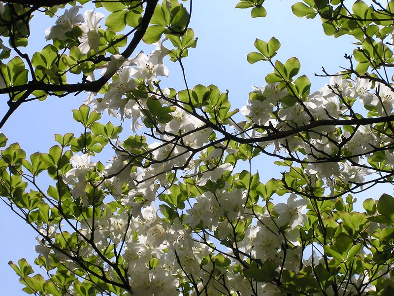 丹沢山 -- 下から見るとまた別の美しさが