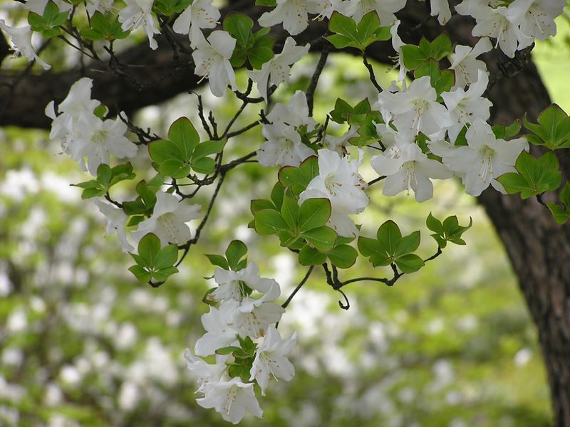 丹沢山 -- まだしばらく美しいシロヤシオツツジ