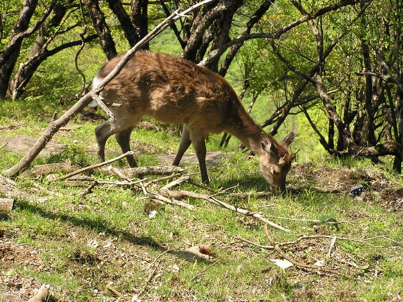 丹沢山 -- 鹿は人馴れしている