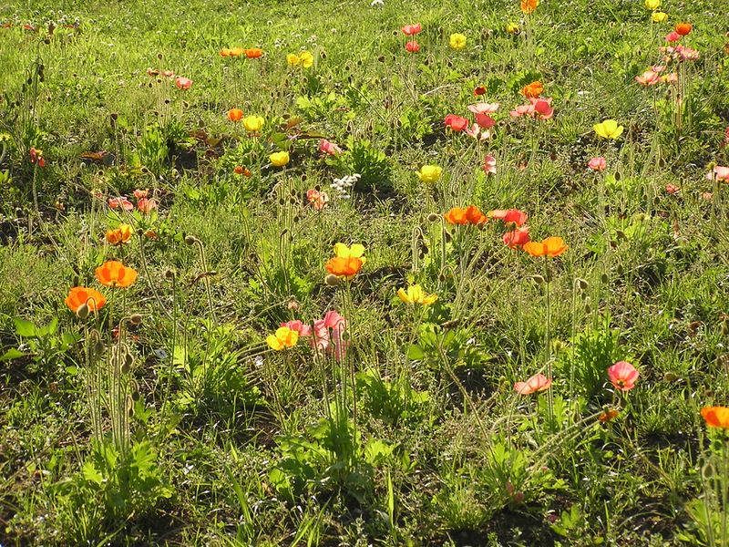 丹沢山 -- ポピーの咲く秦野戸川公園