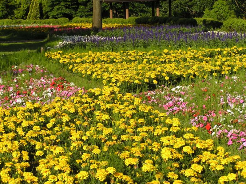 丹沢山 -- 人工の庭園も悪くない