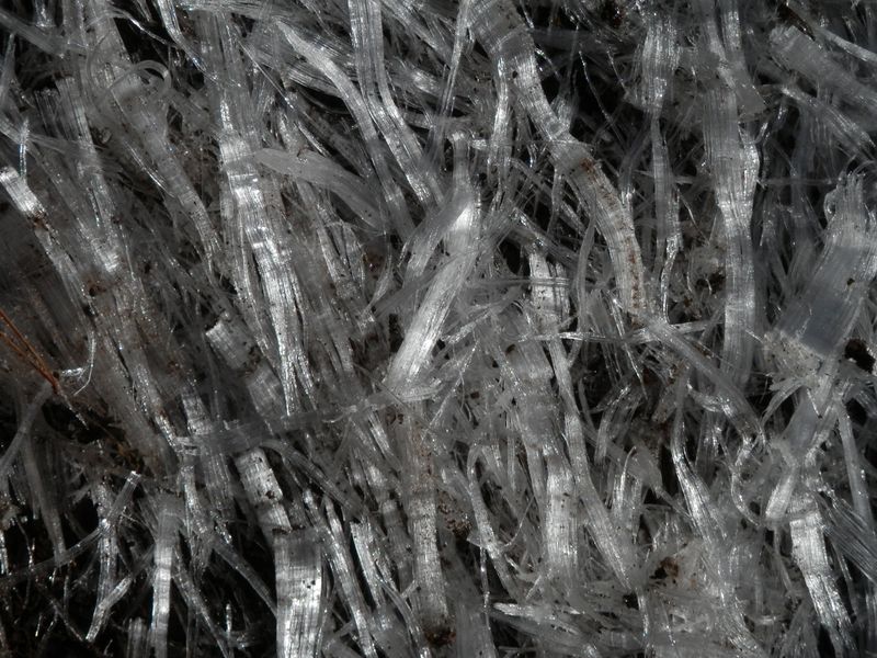 長い霜柱（5〜8センチ）