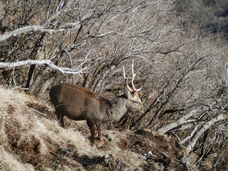 塔ノ岳山頂直下で草を食んでいた鹿