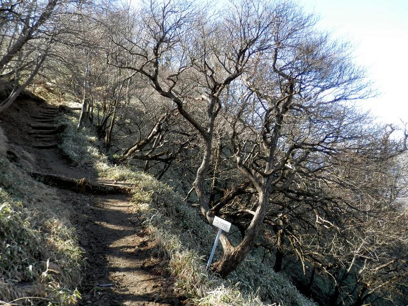 シロヤシオツツジの群生地