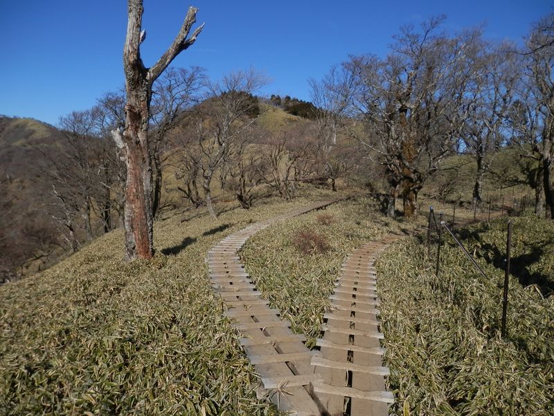 シナノキが多いが、立ち枯れが目立つ
