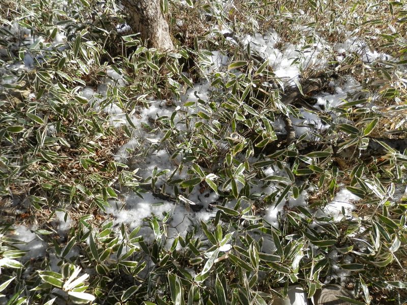 雪は解けて、笹の下に沈んでいた