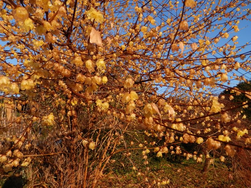 ソシン（？）ロウバイ
