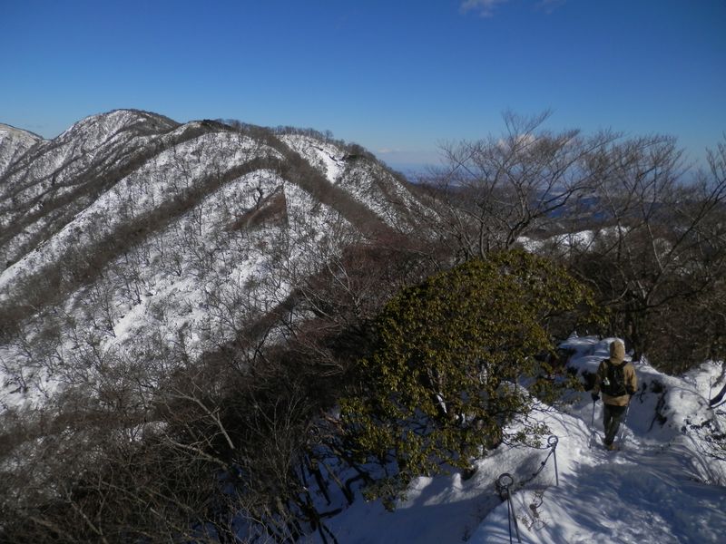 シロヤシオの群生地付近