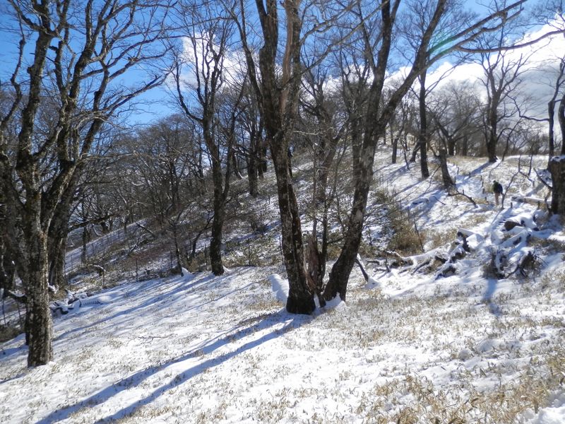 ブナ林。春、夏、秋は緑が美しい