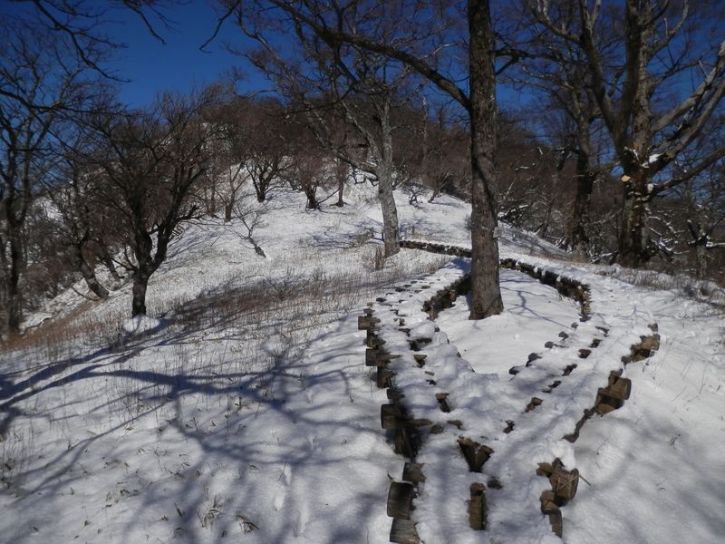 この木道が中央のシナノキを守っている？