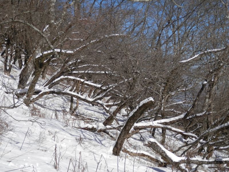 これが雪の重みか