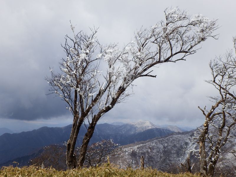 ちょっと、花見気分