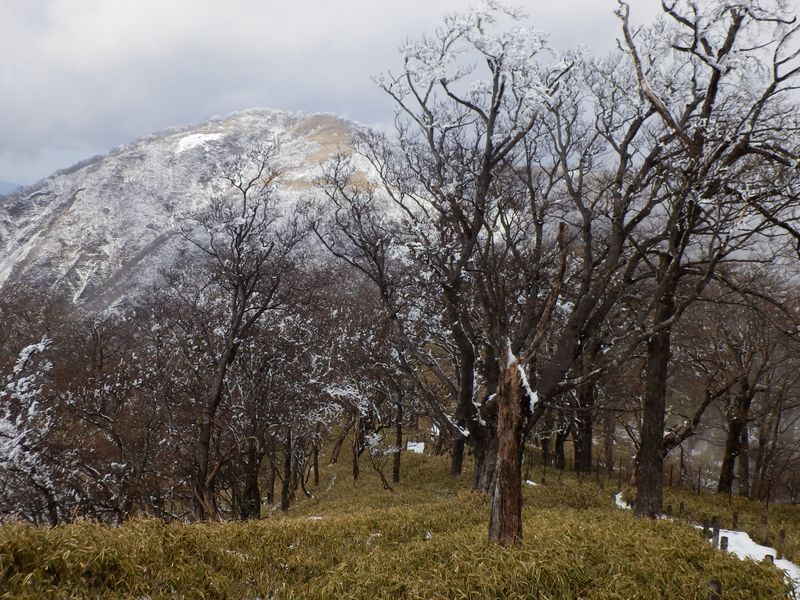 たくさん咲いている