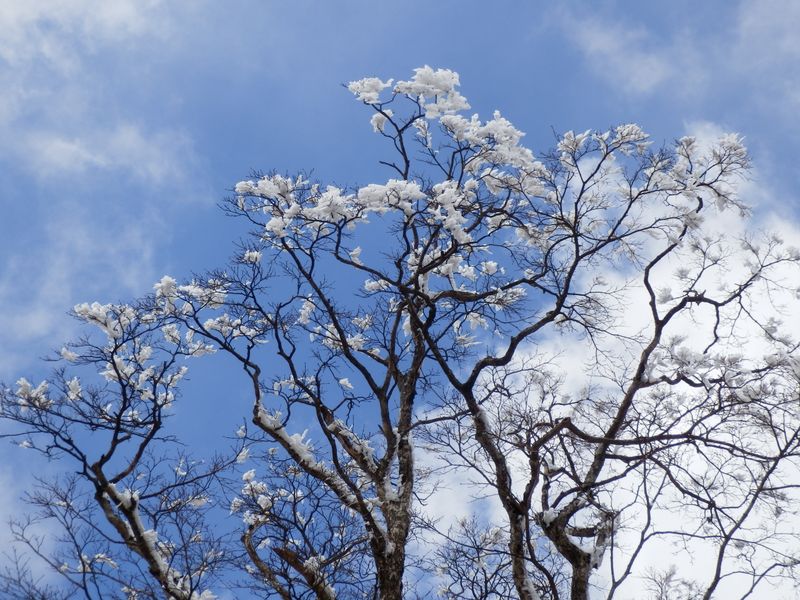 儚く散るのだけれど