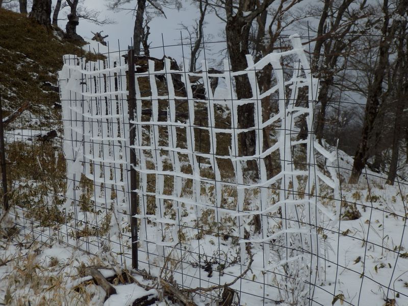 鹿柵（植生保護柵）にも霧氷