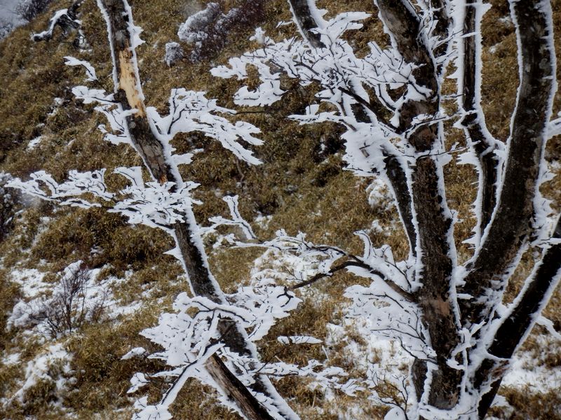 氷の芸術は、消えてしまうが故の美しさが