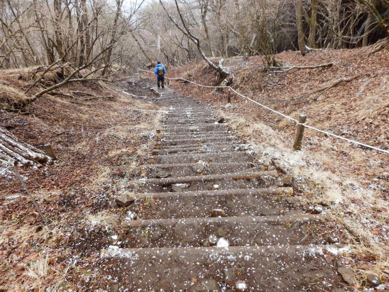 大倉尾根の下り