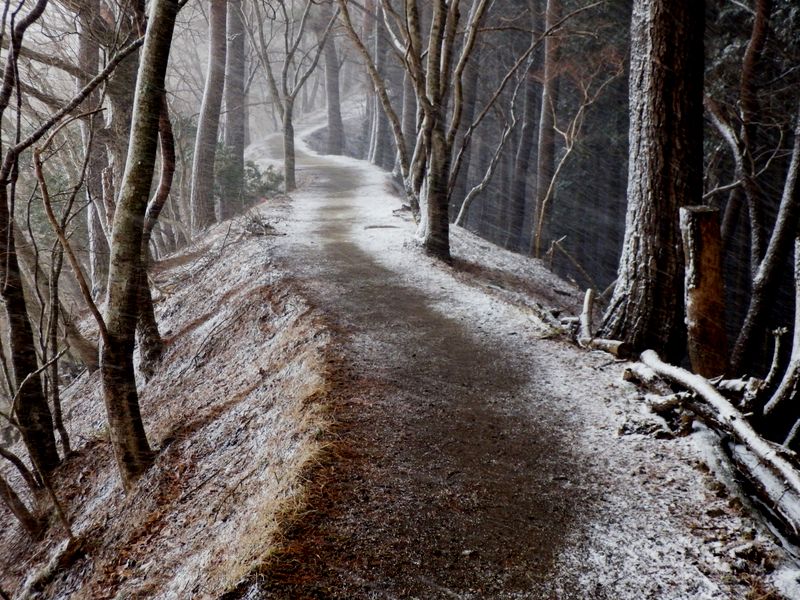 細雪が線を描く