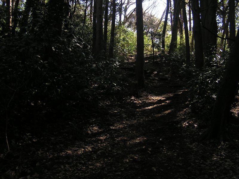 天園 -- 明るい木漏れ日に春の気配