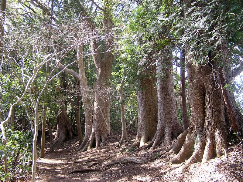 天園 -- コナラの立ち並ぶ、気持ちのいい遊歩道