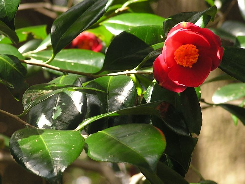 天園 -- つつましく咲く椿