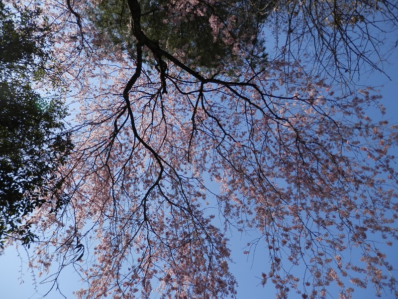 ウグイスの声で見上げたけれど