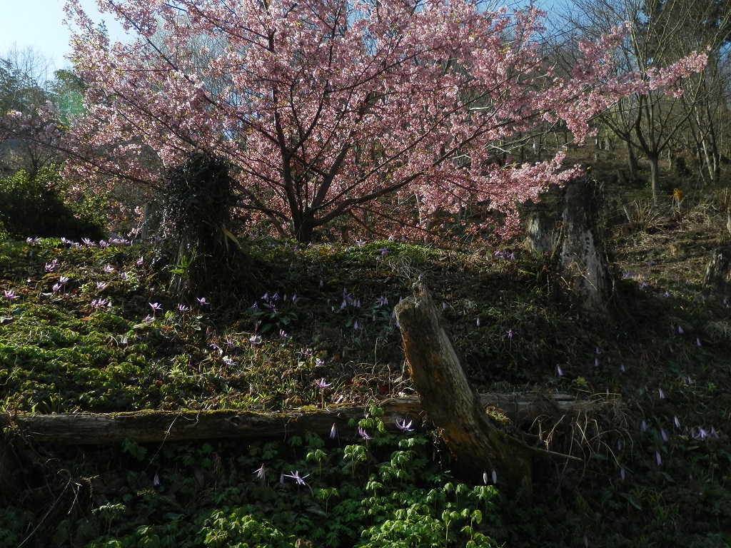 これよりカタクリ山