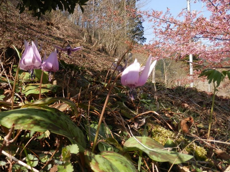 カタクリさん、お早う！