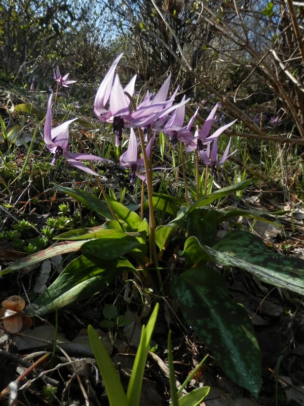 カタクリの葉に露が残っていた