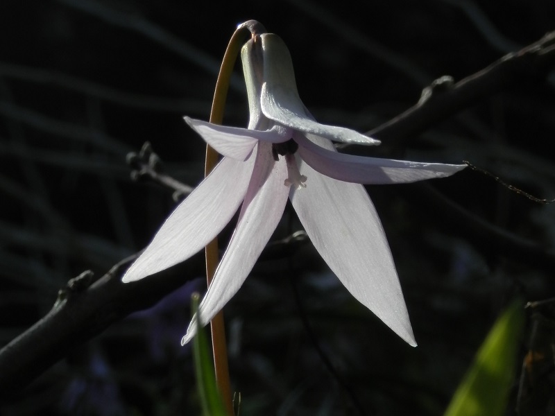 白いカタクリの花もあった