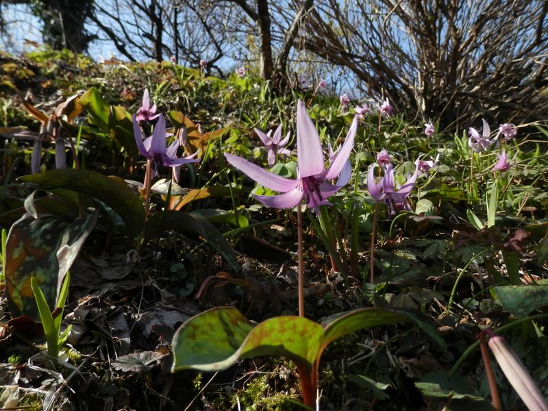花茎がピンと立つと凛々しいカタクリ