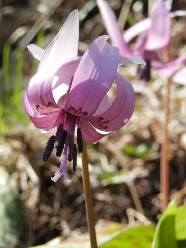 カタクリの花弁の文様