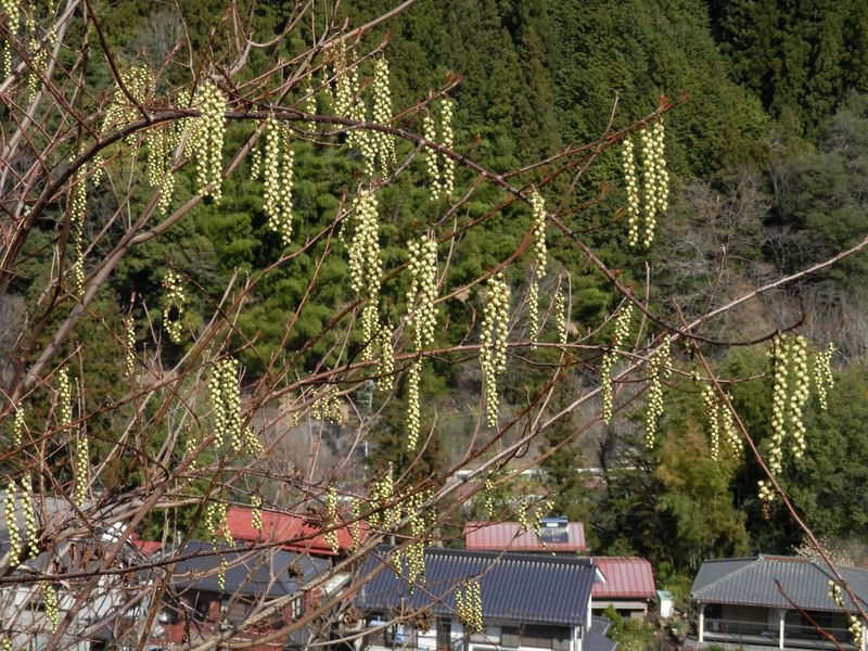 カタクリ山のキブシ