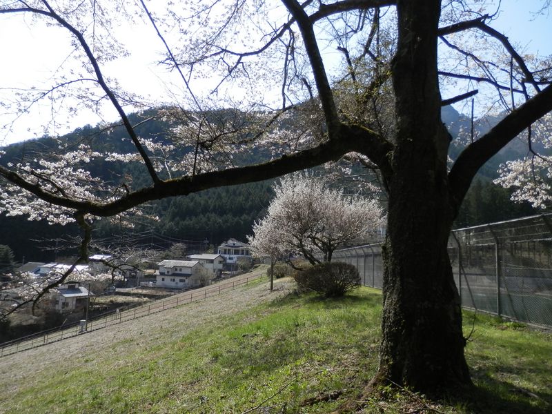 貯水池の桜と梅