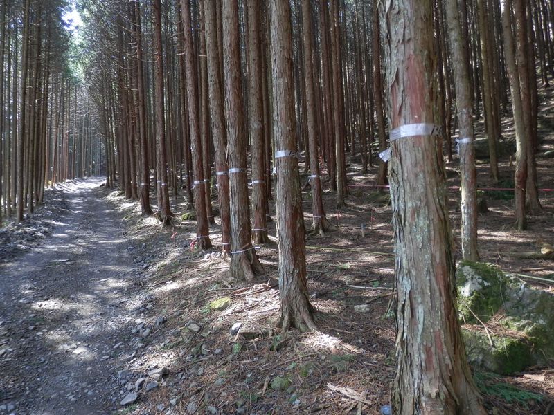 五叉路から林道を登って行く