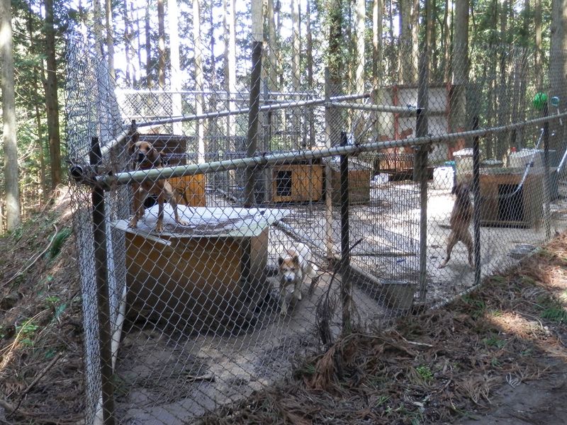 犬たちが激しく人に訴える